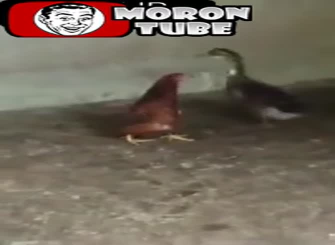 Video :A chicken that believes it is a duck acts like one